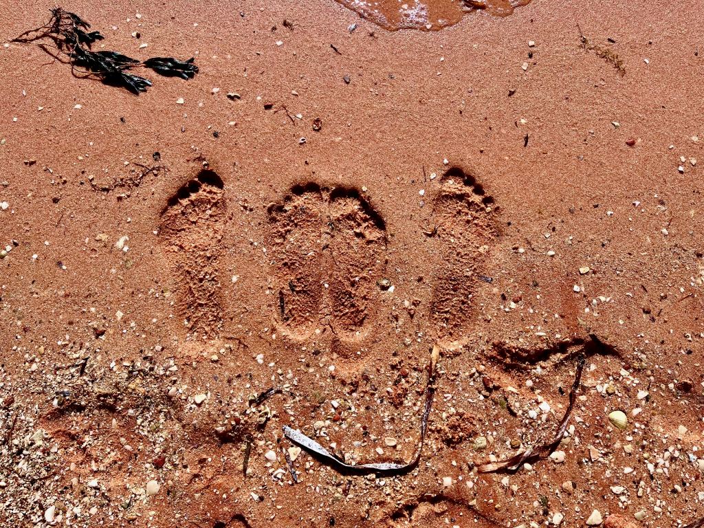 Denham (Monkey Mia), Carnarvon, Quobba Blow Hole and Red&nbsp;Bluff