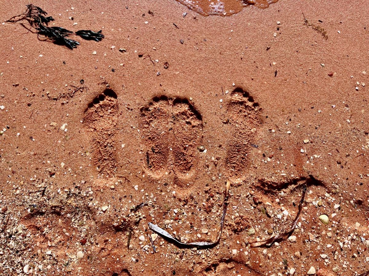 Denham (Monkey Mia), Carnarvon, Quobba Blow Hole and Red&nbsp;Bluff